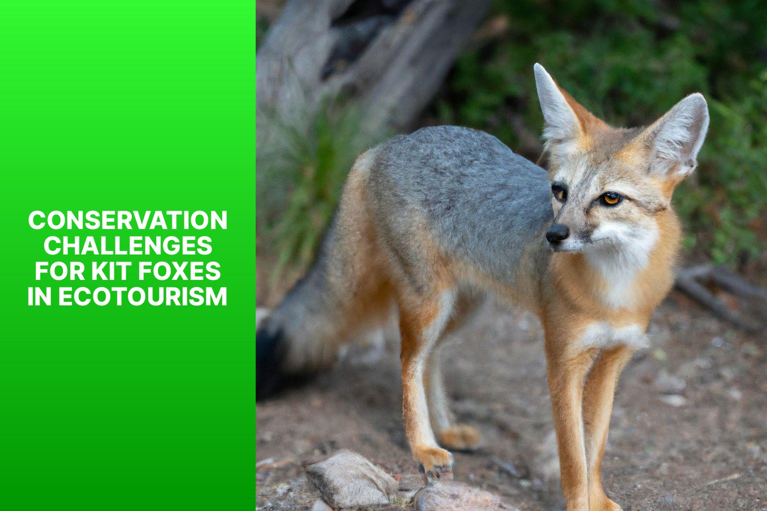 Conservation Challenges for Kit Foxes in Ecotourism - Kit Fox in Ecotourism 