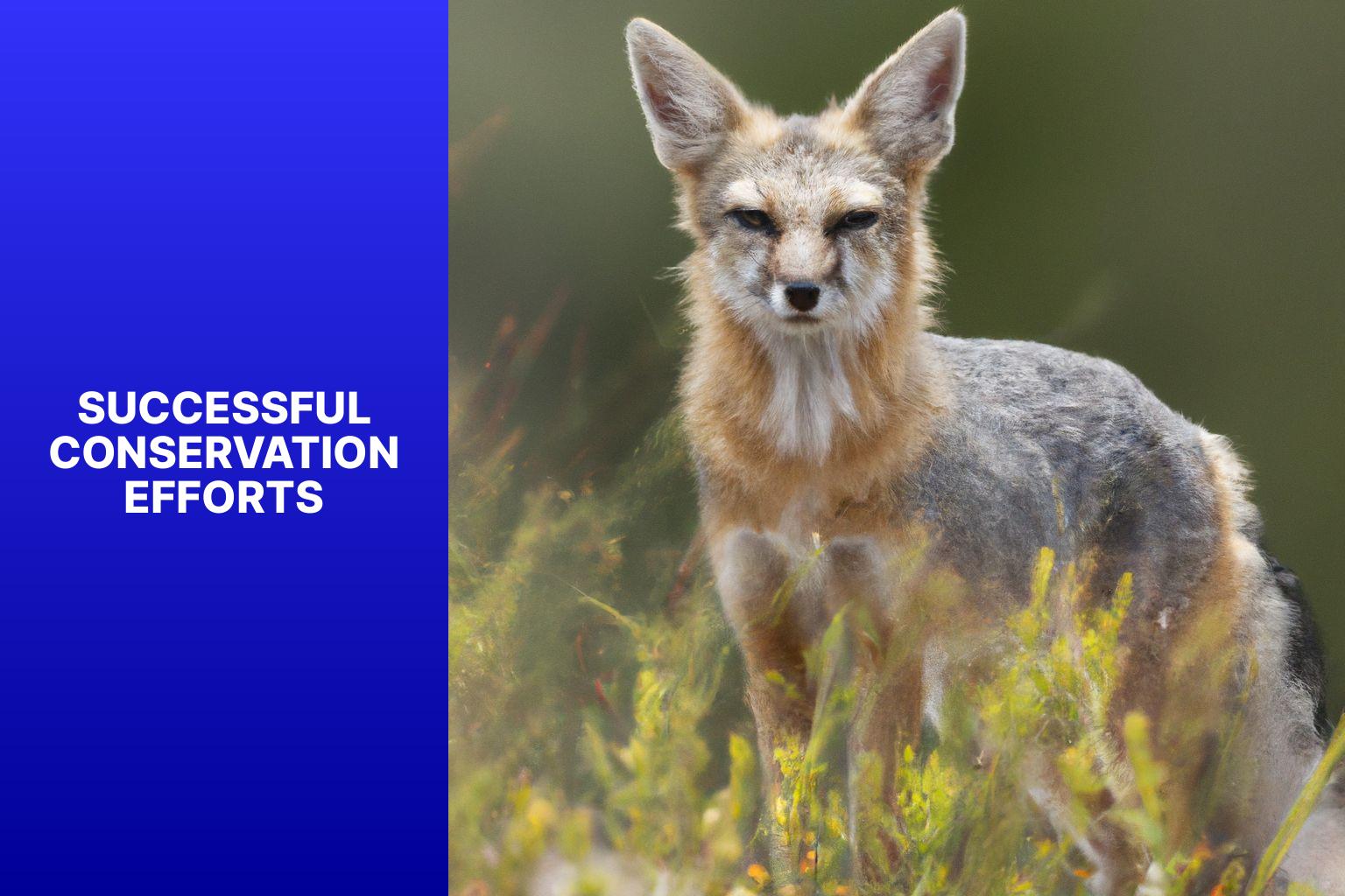 Successful Conservation Efforts - Kit Fox in Environmental Policy 