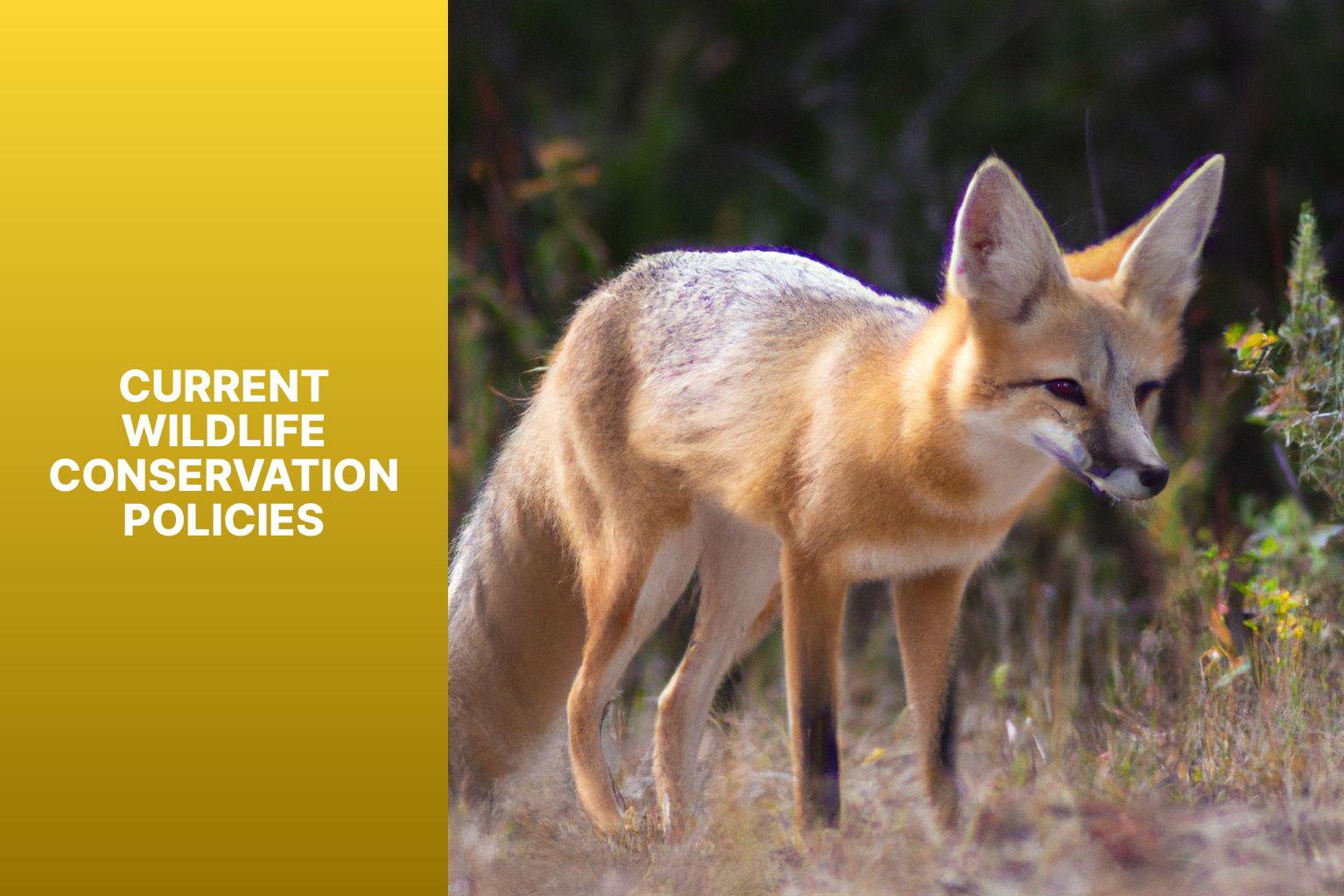 Current Wildlife Conservation Policies - Kit Fox in Wildlife Conservation Policy 