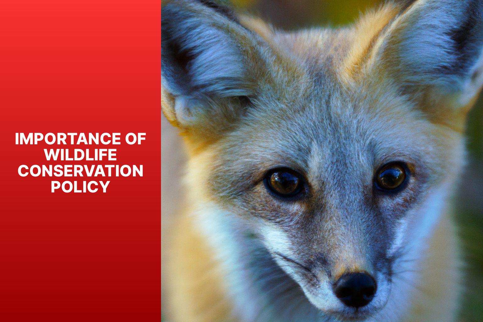 Importance of Wildlife Conservation Policy - Kit Fox in Wildlife Conservation Policy 