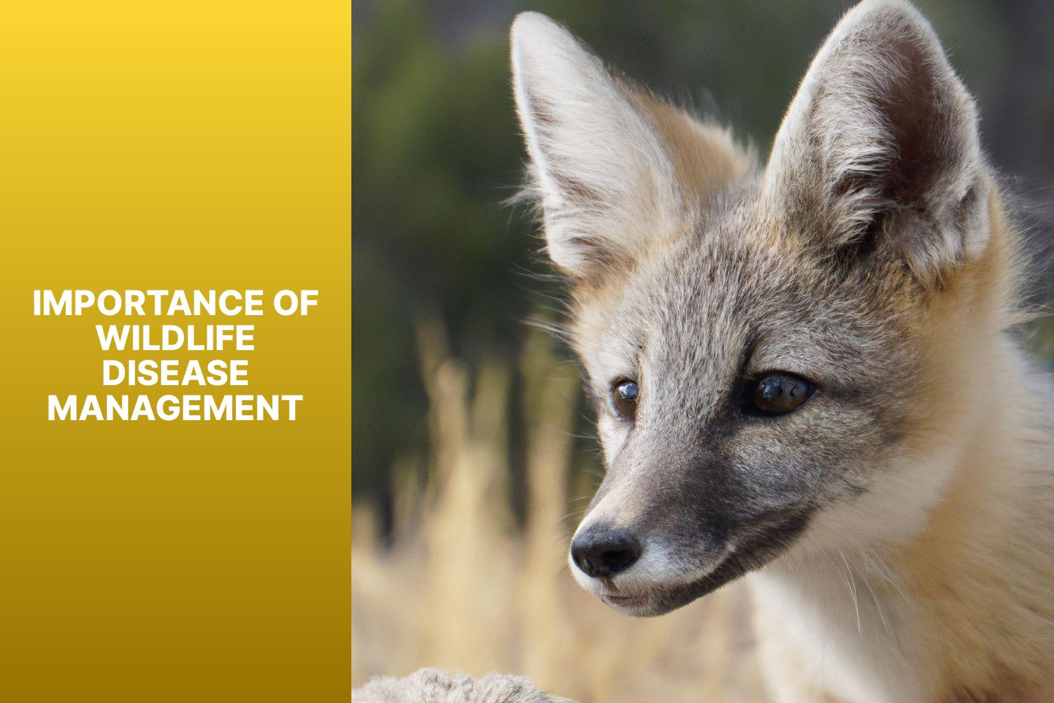 Importance of Wildlife Disease Management - Kit Fox in Wildlife Disease Management 