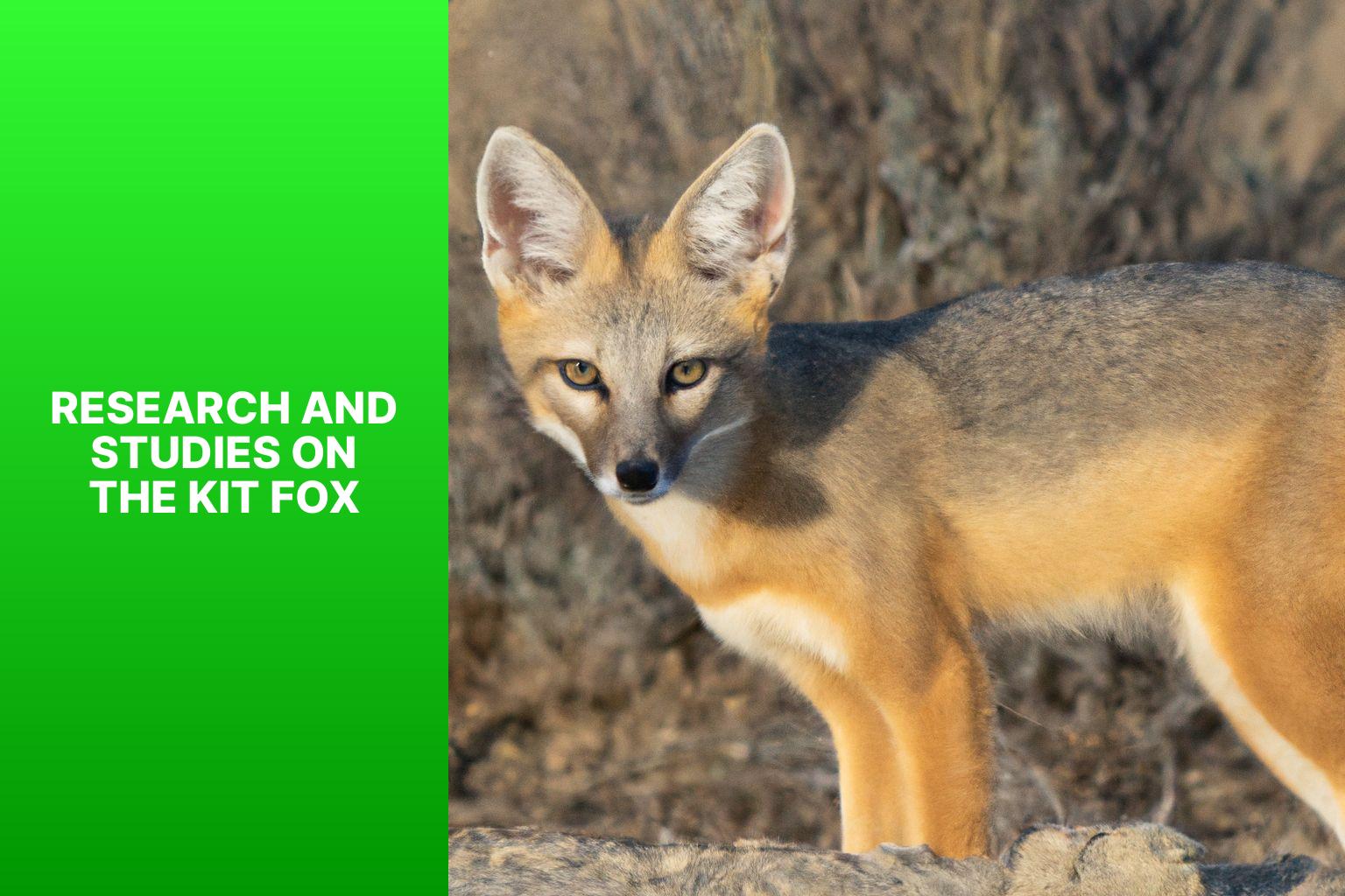 Research and Studies on the Kit Fox - Kit Fox in Wildlife Ecology 