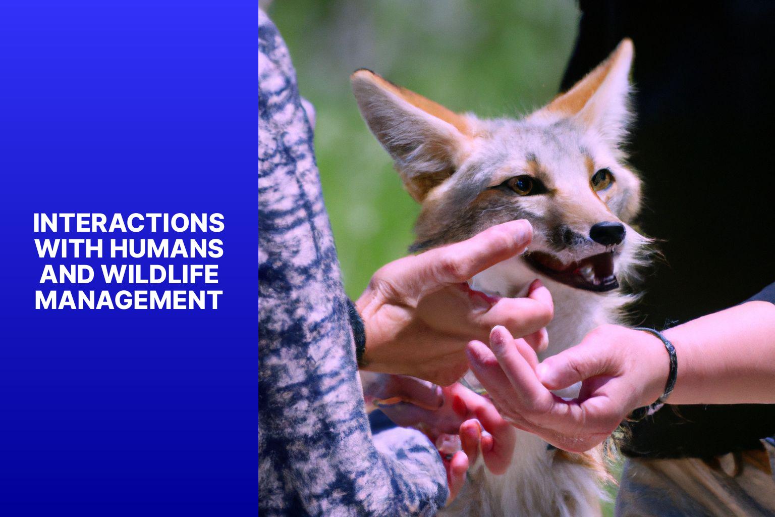 Interactions with Humans and Wildlife Management - Kit Fox in Wildlife Ecology 