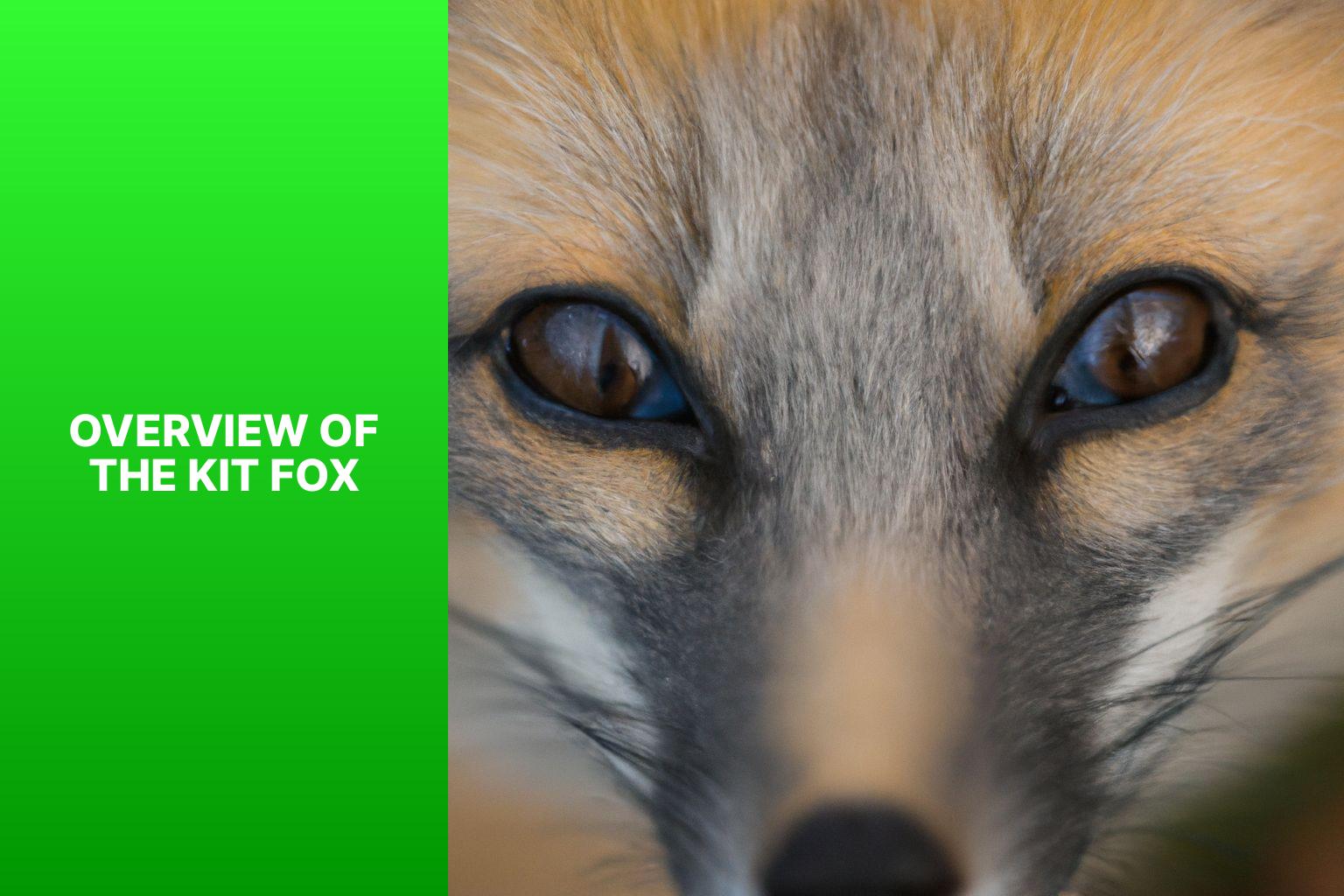 Overview of the Kit Fox - Kit Fox in Wildlife Forensics 