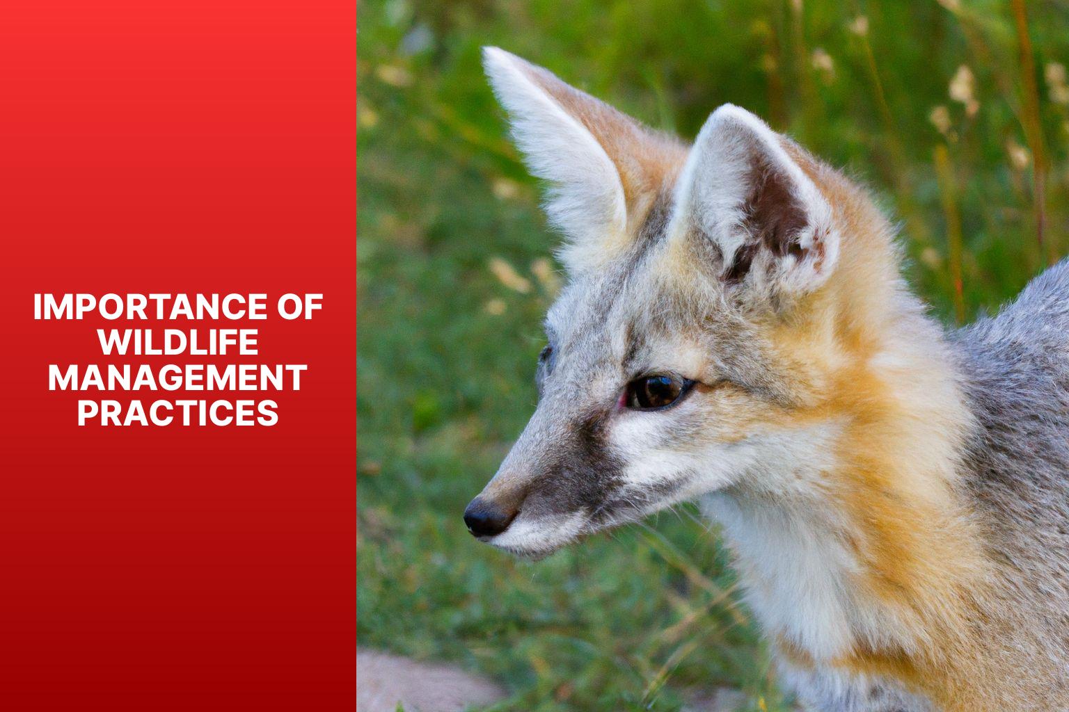 Importance of Wildlife Management Practices - Kit Fox in Wildlife Management Practices 