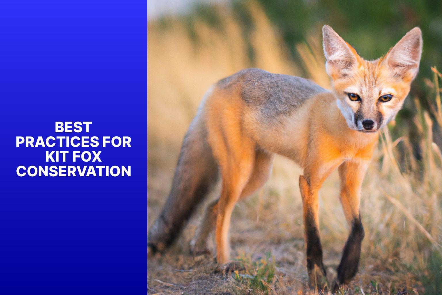 Best Practices for Kit Fox Conservation - Kit Fox in Wildlife Management Practices 