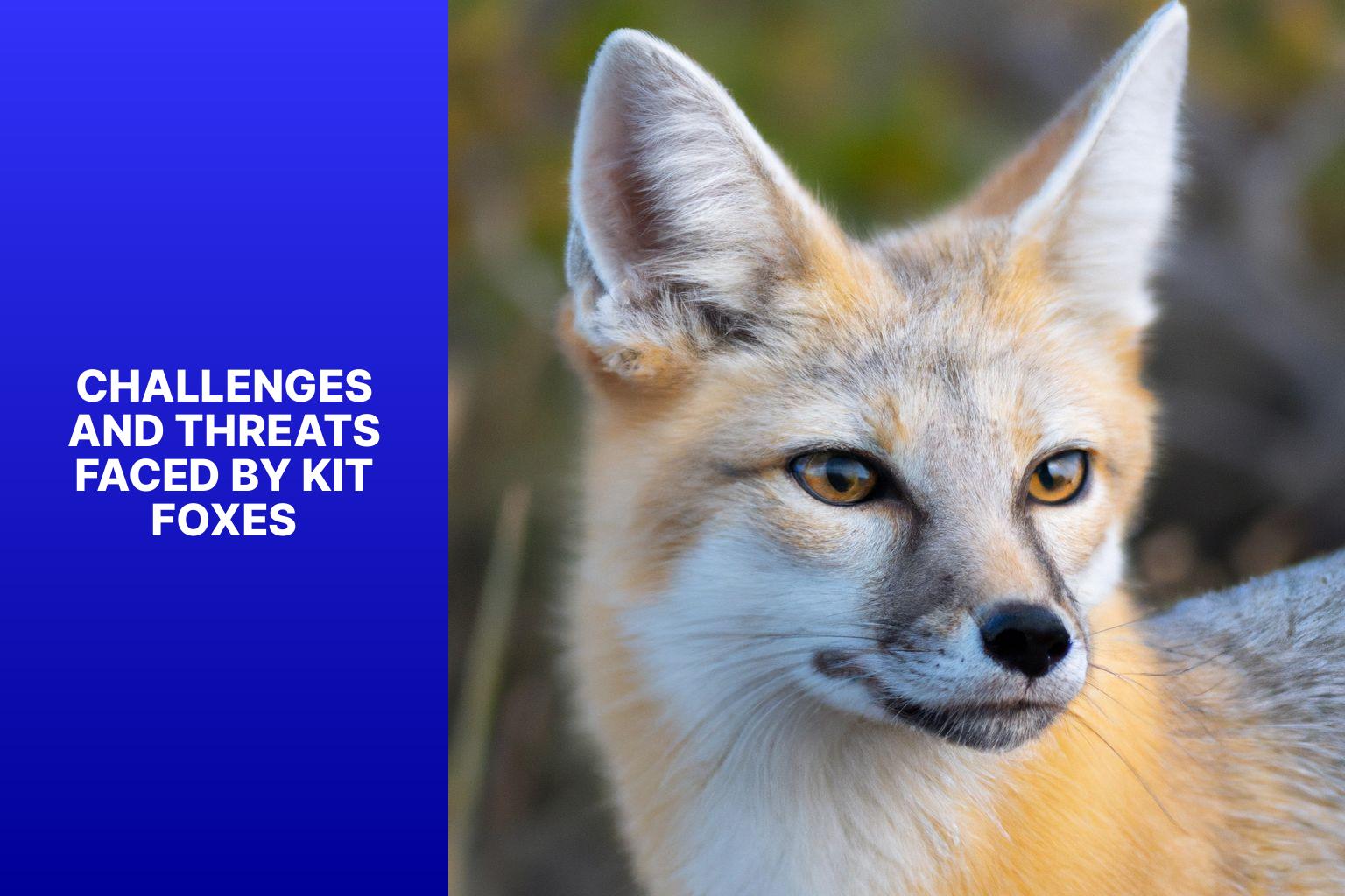 Challenges and Threats Faced by Kit Foxes - Kit Fox in Wildlife Management 