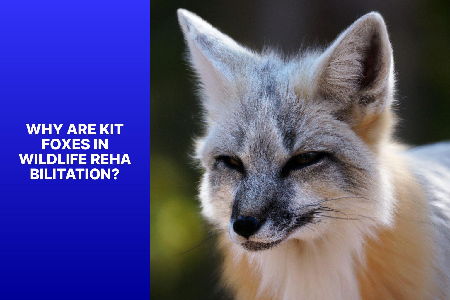 Why are Kit Foxes in Wildlife Rehabilitation? - Kit Fox in Wildlife Rehabilitation 