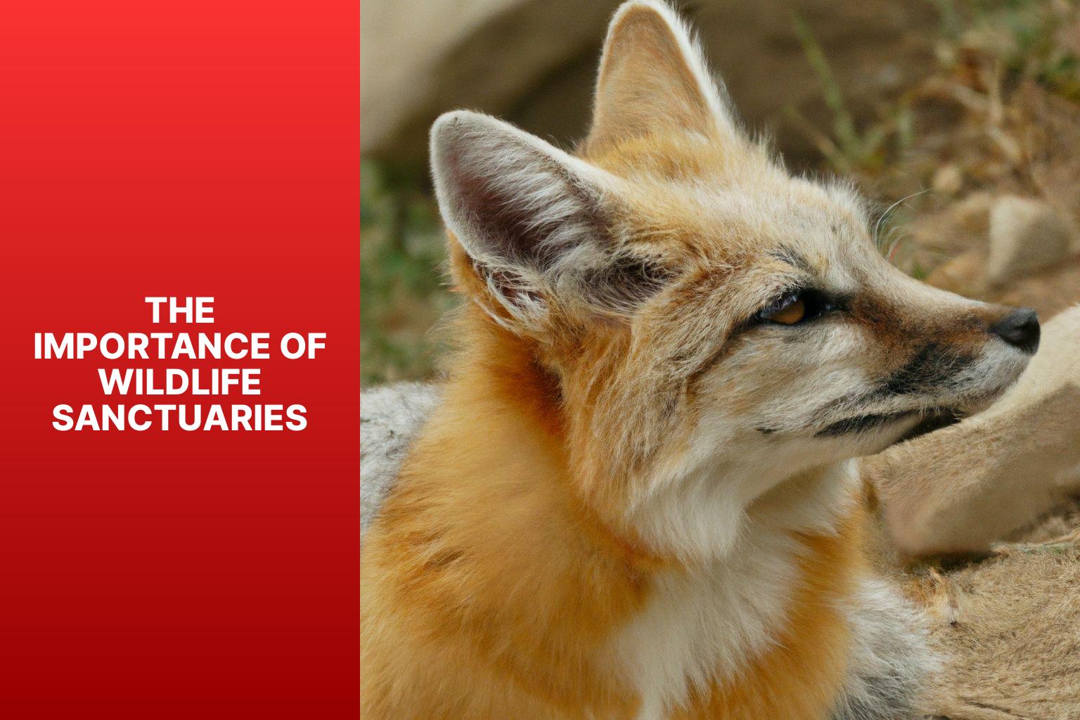 The Importance of Wildlife Sanctuaries - Kit Fox in Wildlife Sanctuaries 