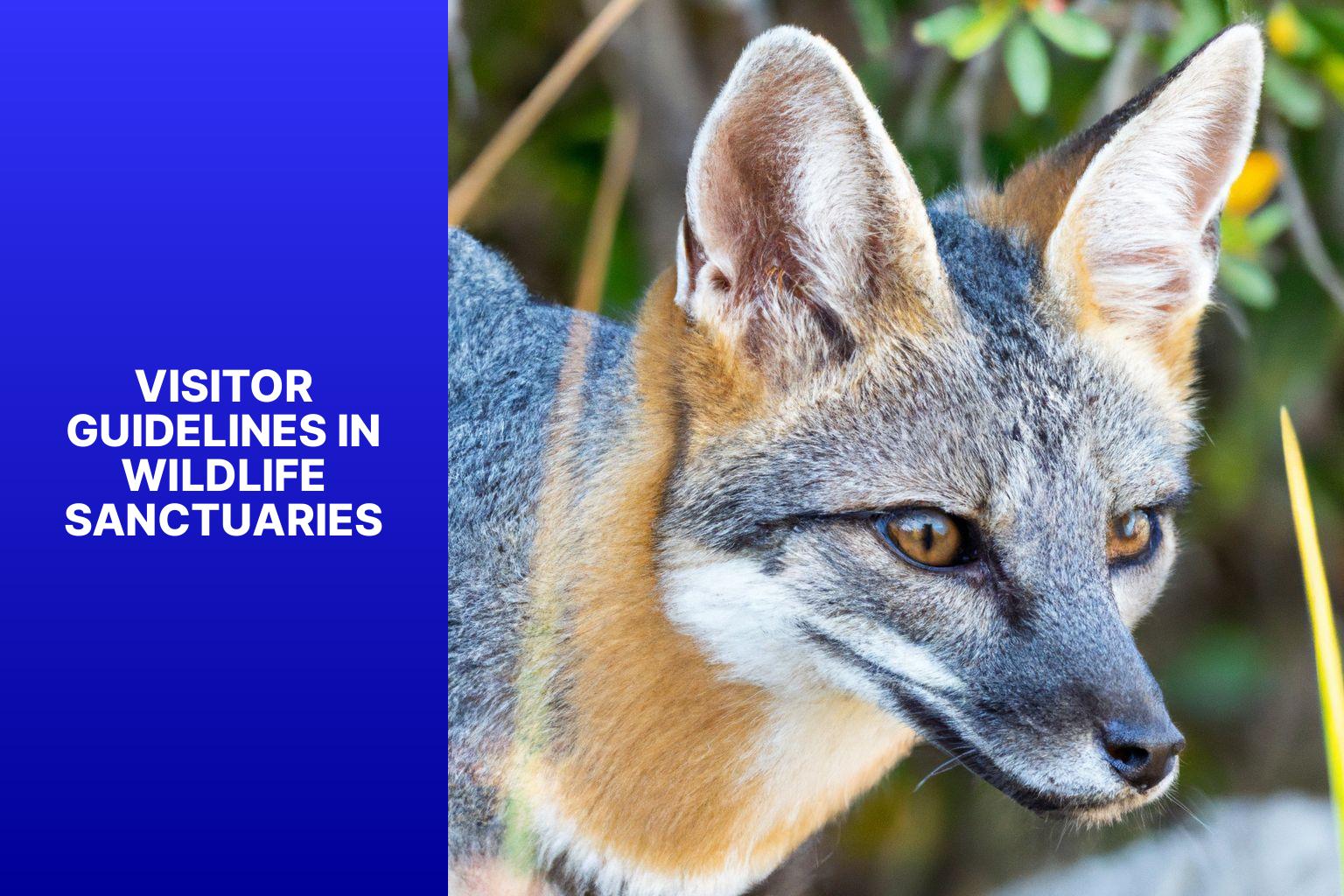 Visitor Guidelines in Wildlife Sanctuaries - Kit Fox in Wildlife Sanctuaries 