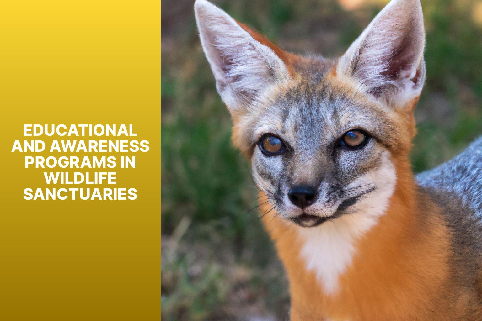 Educational and Awareness Programs in Wildlife Sanctuaries - Kit Fox in Wildlife Sanctuaries 