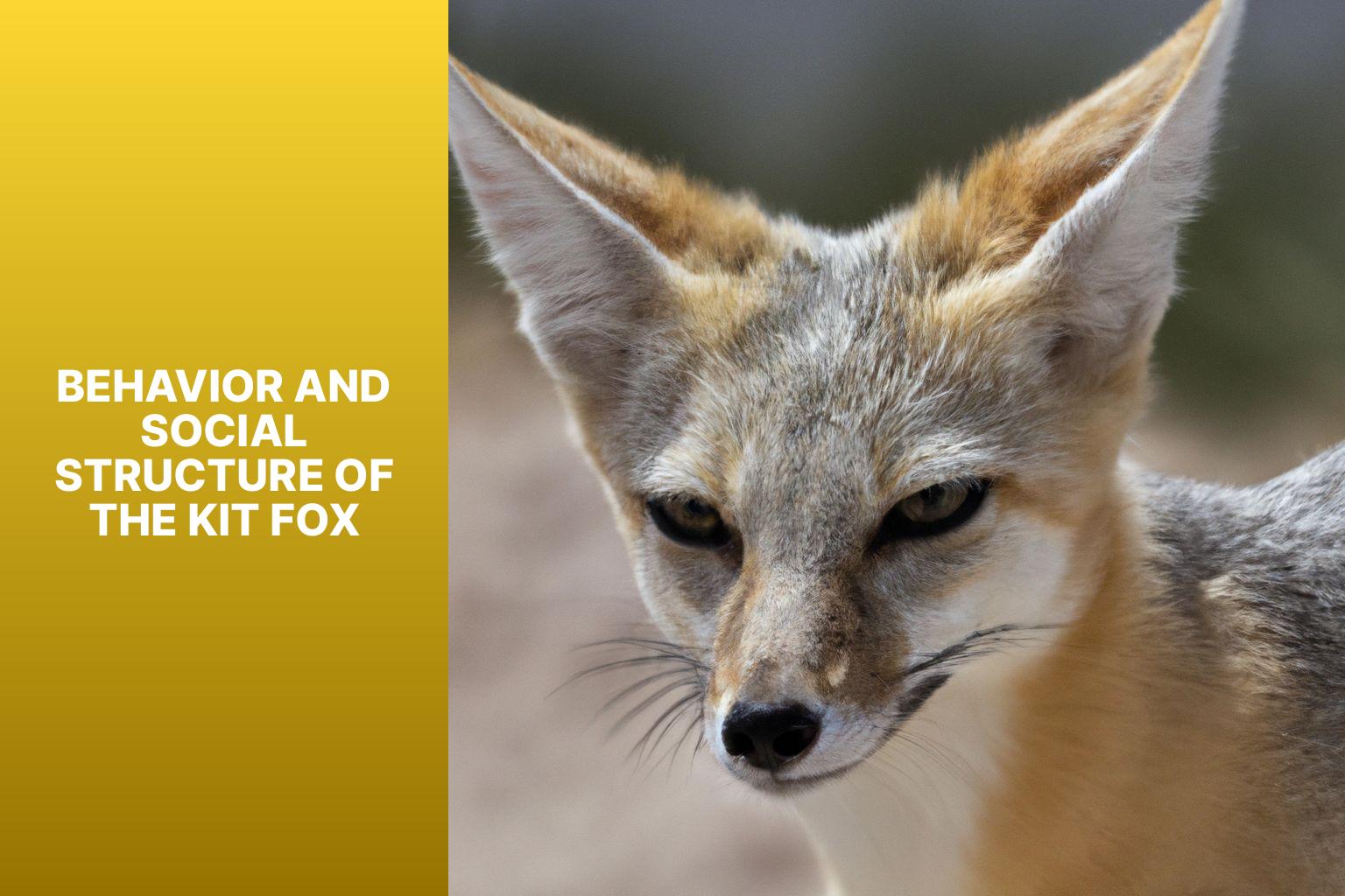 Behavior and Social Structure of the Kit Fox - Kit Fox in Zoology 
