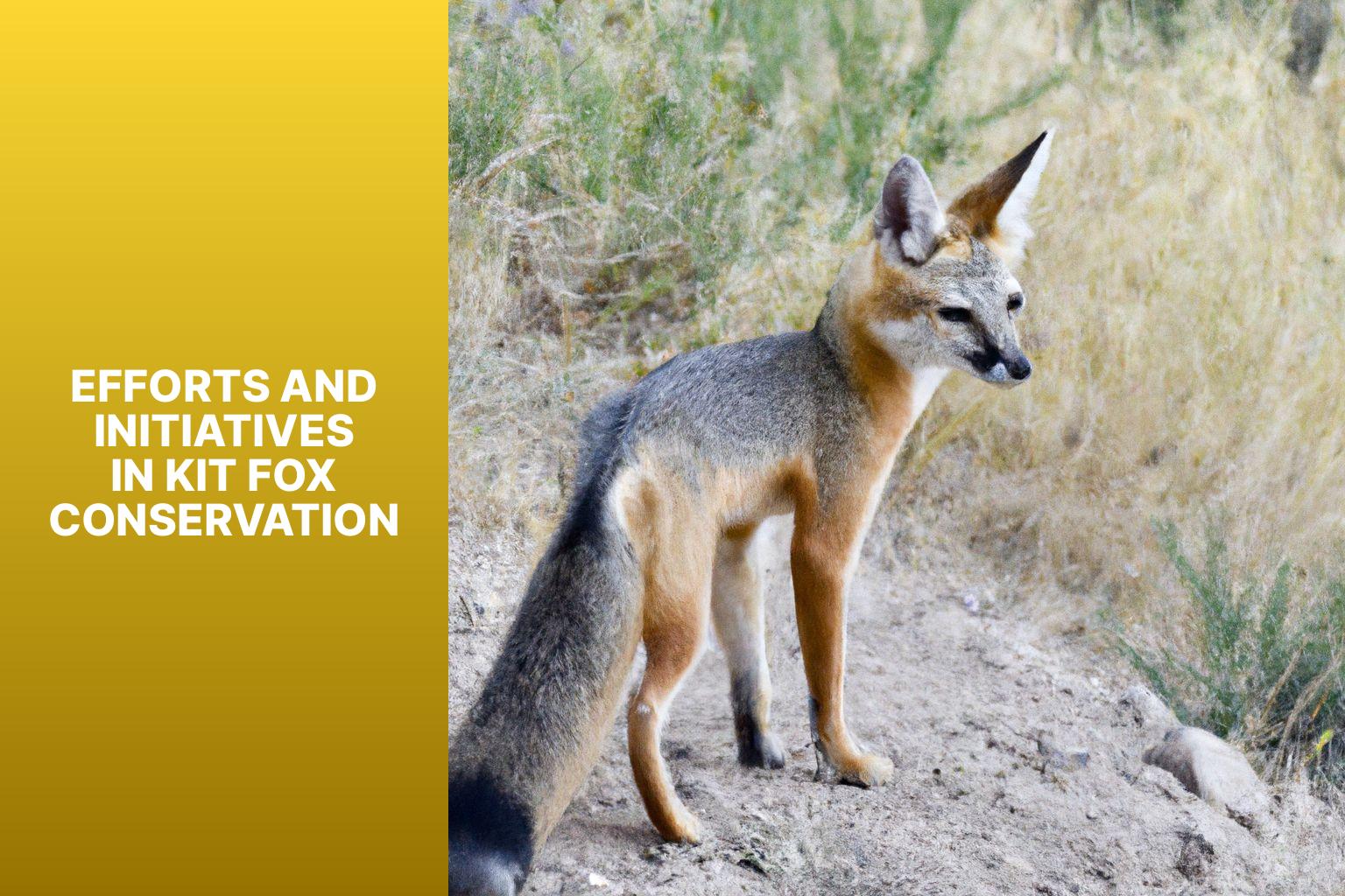 Efforts and Initiatives in Kit Fox Conservation - Kit Fox in Zoology 