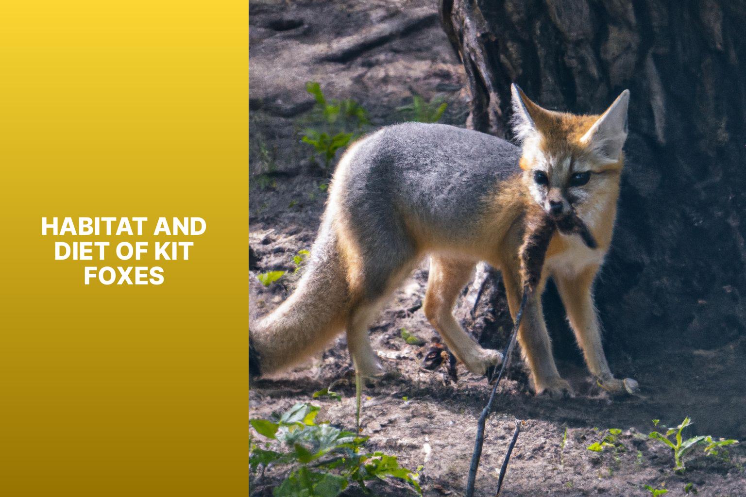 Habitat and Diet of Kit Foxes - Kit Fox in Zoos 