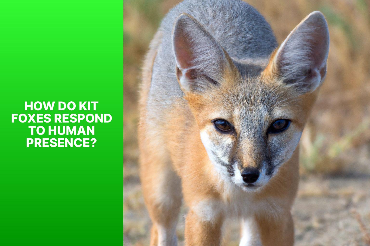 How do Kit Foxes respond to Human Presence? - Kit Fox Interaction with Humans 