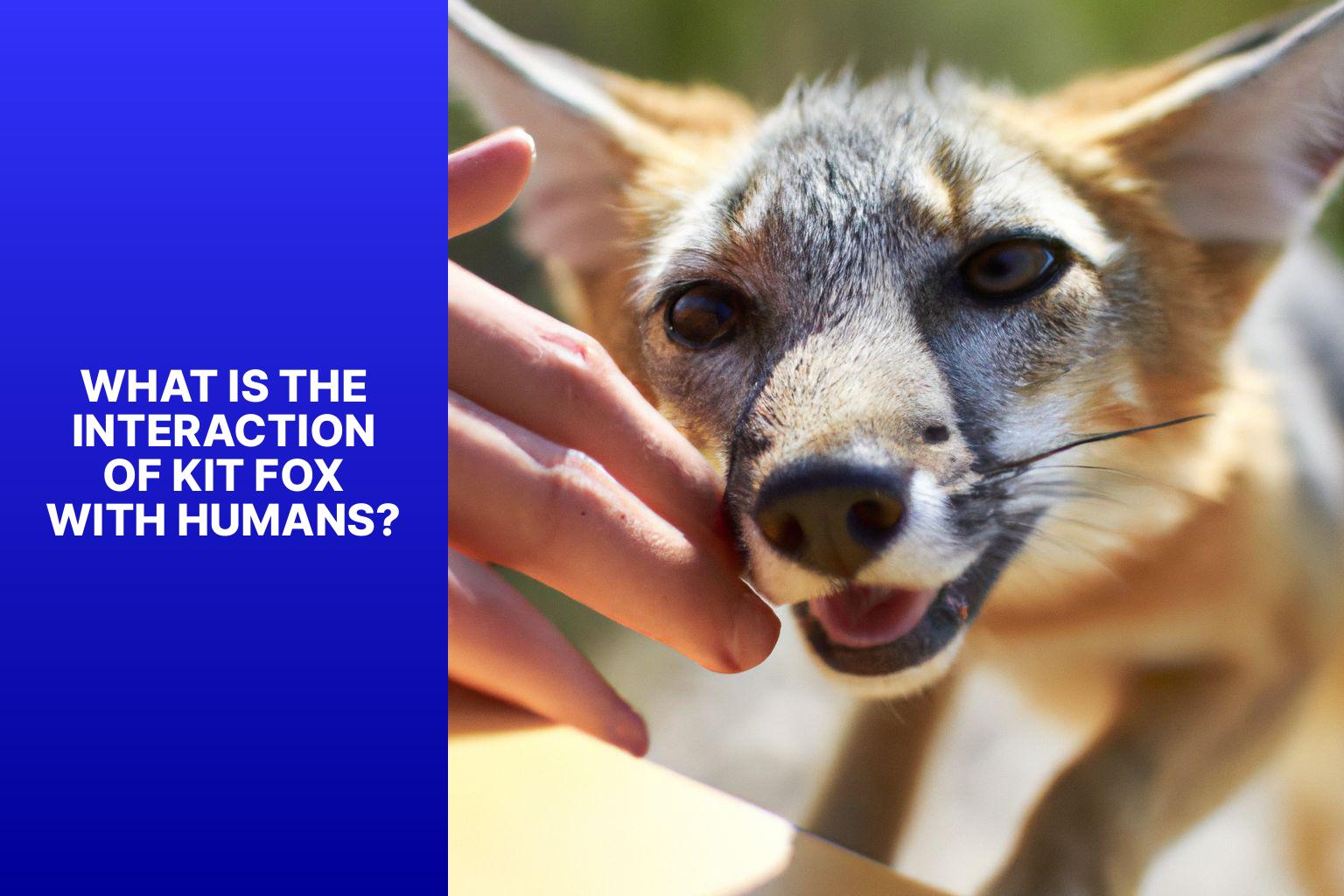 What is the interaction of Kit Fox with Humans? - Kit Fox Interaction with Humans 