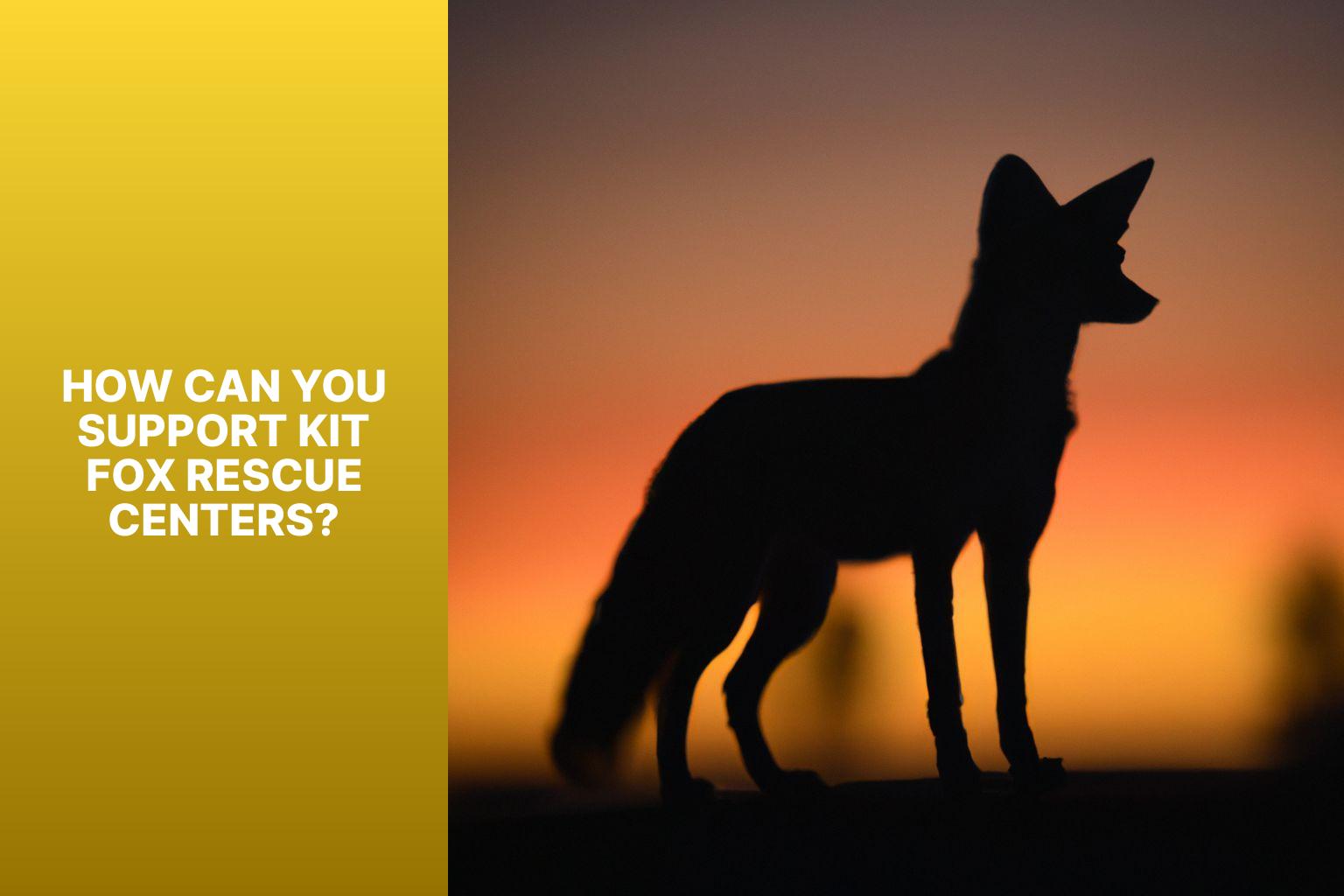 How Can You Support Kit Fox Rescue Centers? - Kit Fox Rescue Centers 