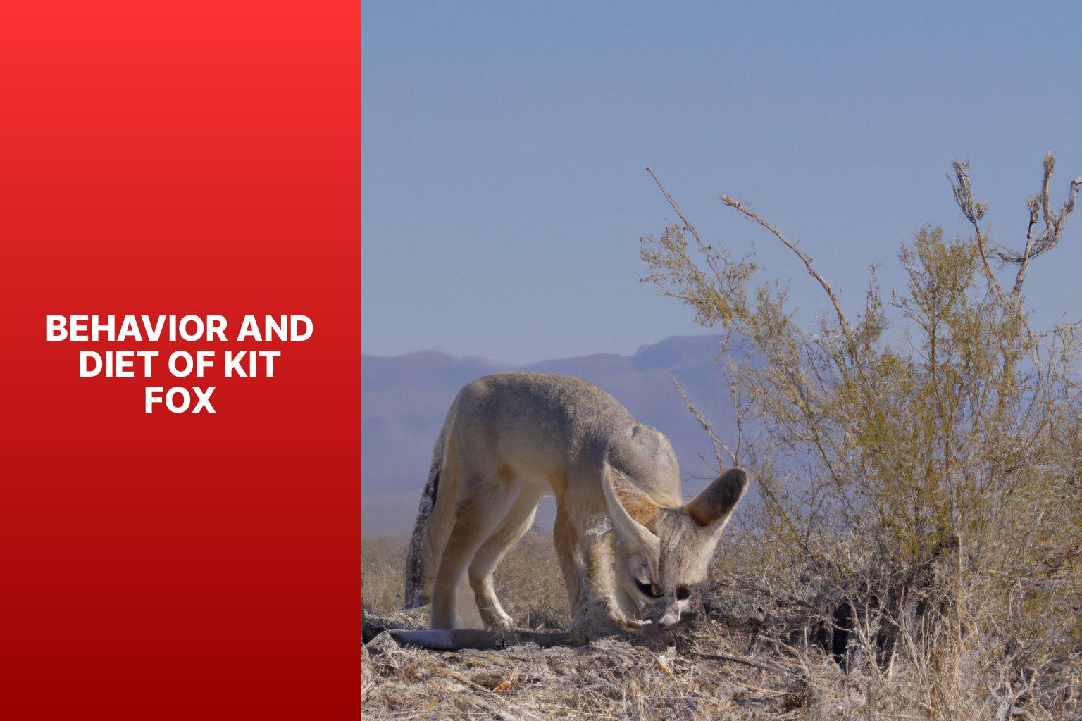 Behavior and Diet of Kit Fox - Kit Fox Species 
