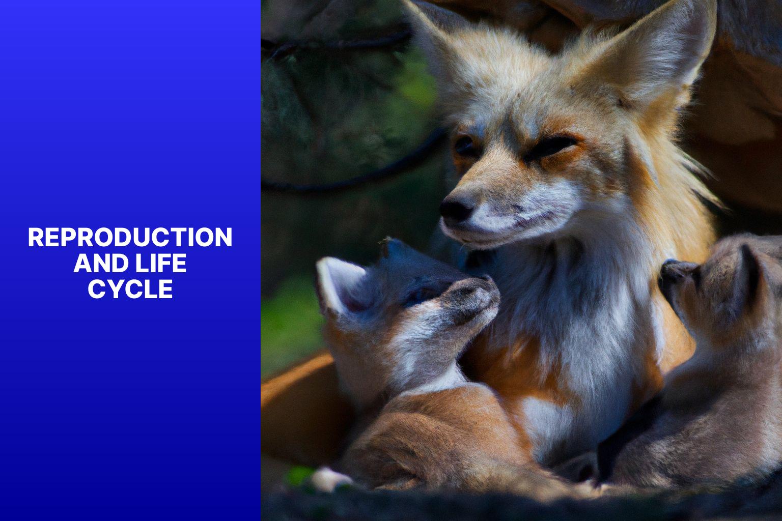 Reproduction and Life Cycle - Pale Fox Behavior 