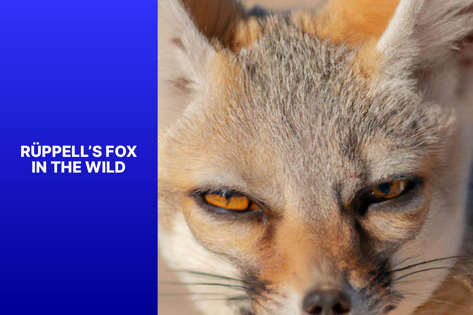 R ppell s Fox in the Wild - R ppell s Fox in Captivity 