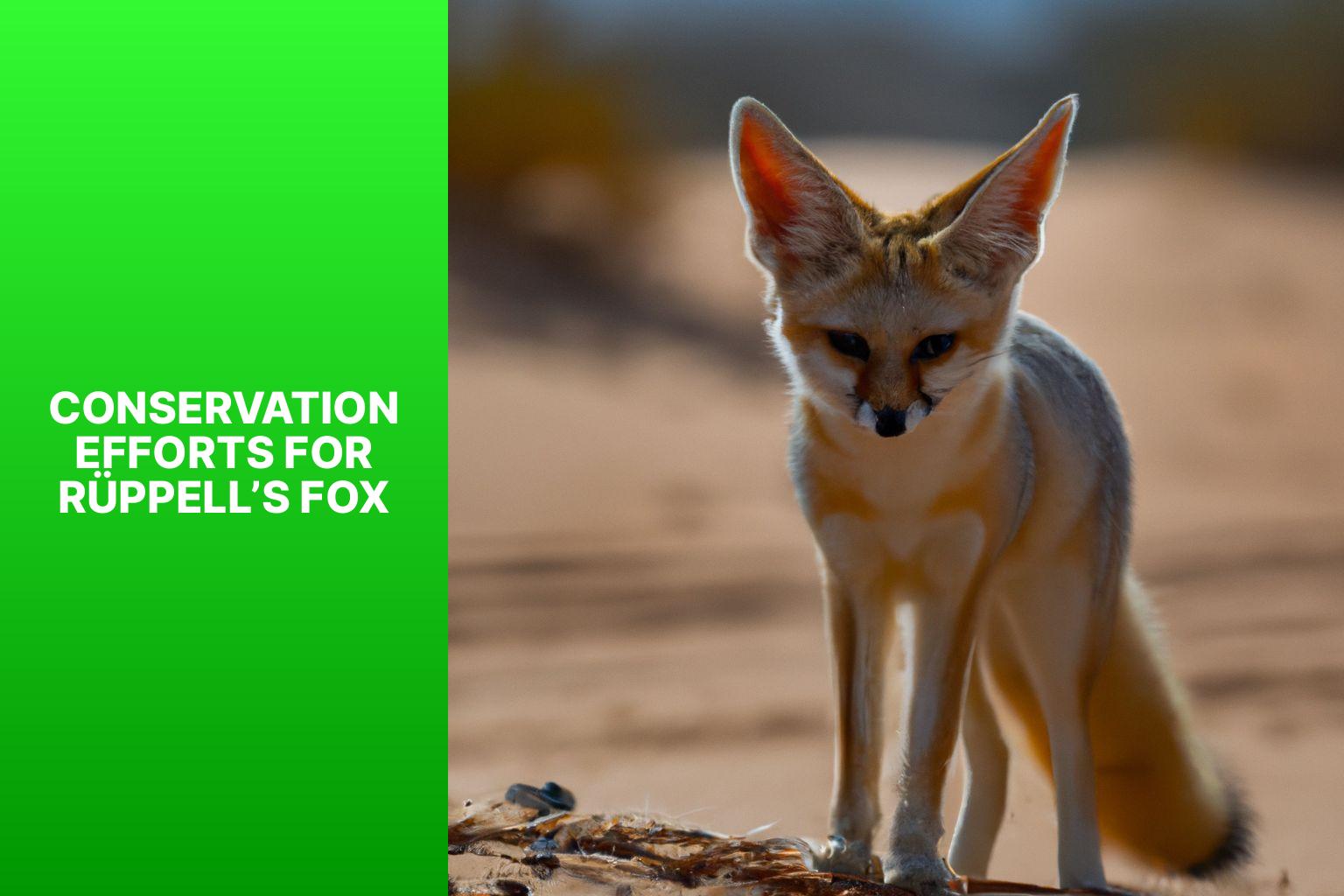 Conservation Efforts for R ppell s Fox - R ppell s Fox in Wildlife Conservation Efforts 