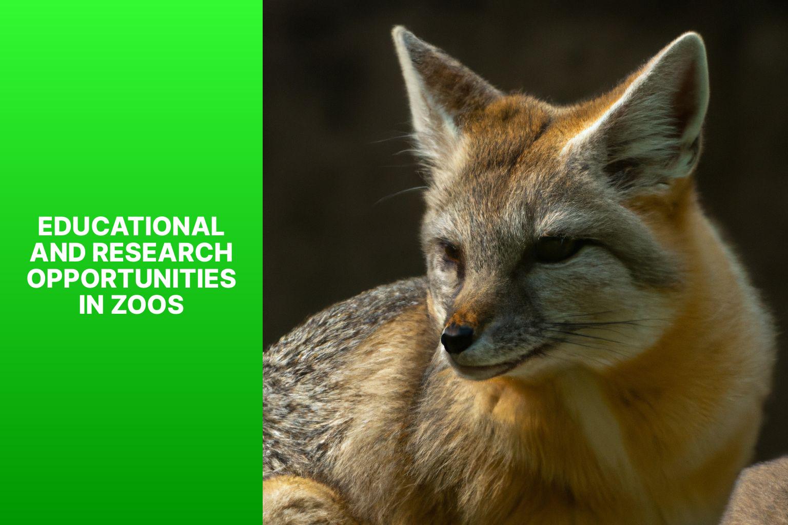 Educational and Research Opportunities in Zoos - R ppell s Fox in Zoos 