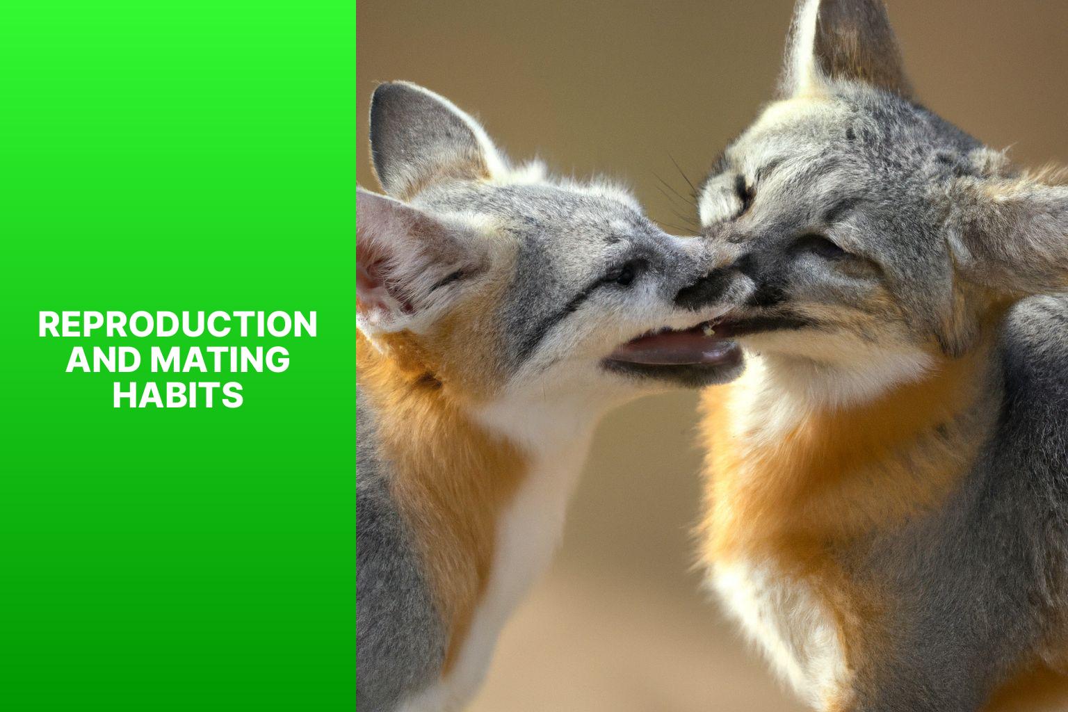 Reproduction and Mating Habits - Swift Fox Behavior 