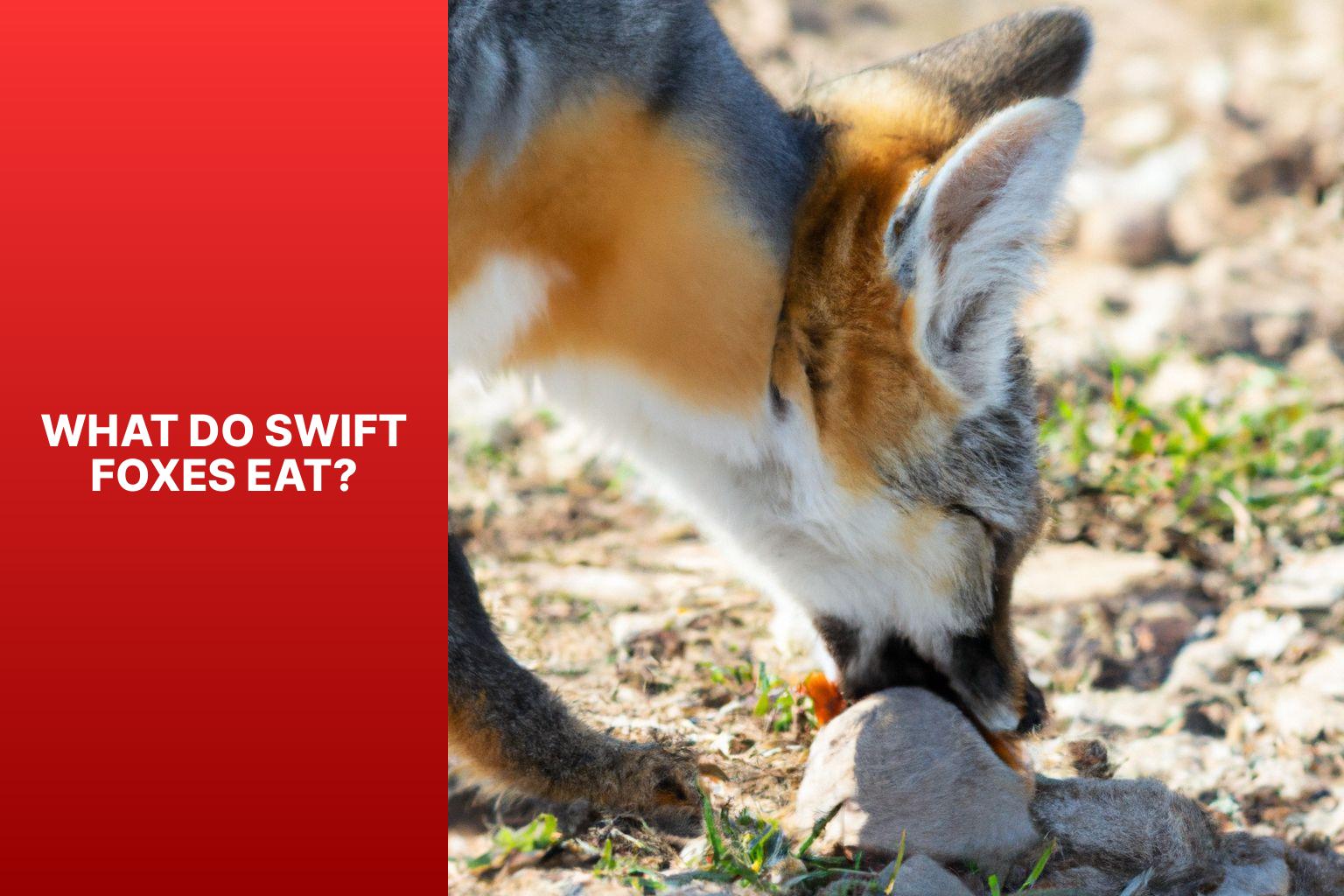 What Do Swift Foxes Eat? - Swift Fox Diet 