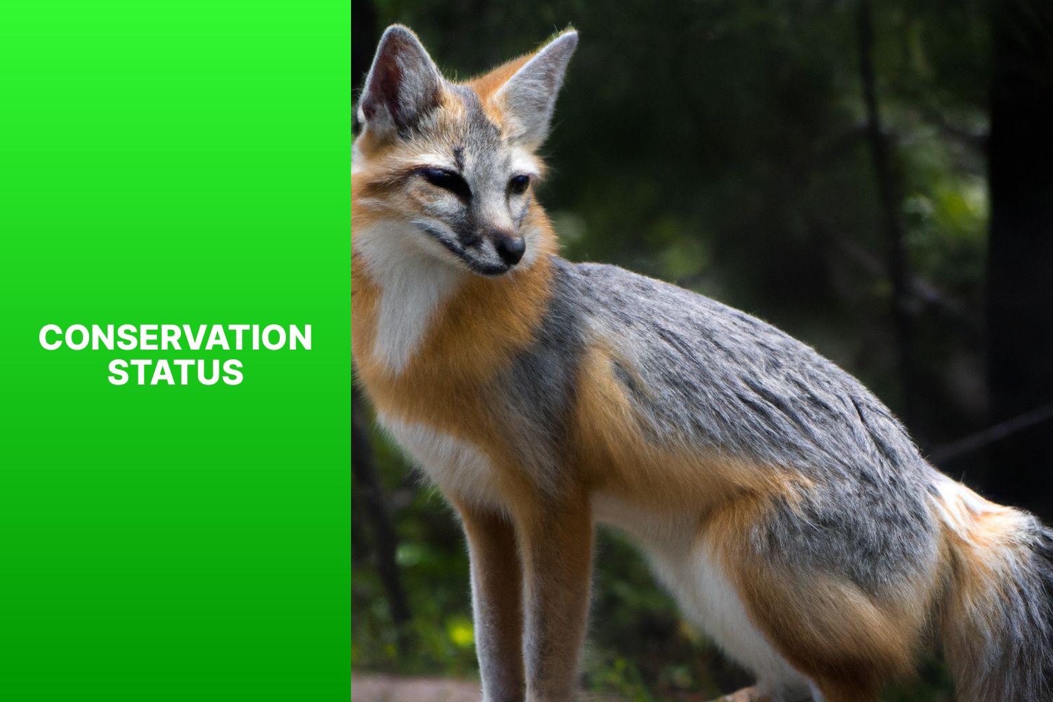 Conservation Status - Swift Fox Ecological Role 