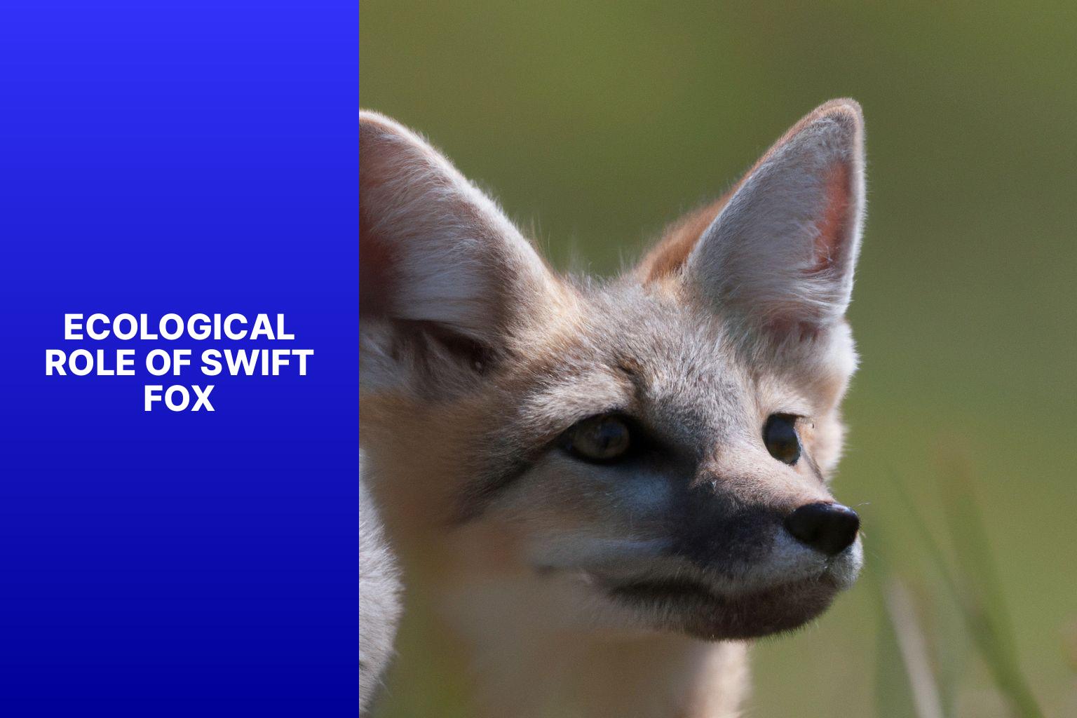 Ecological Role of Swift Fox - Swift Fox Ecological Role 
