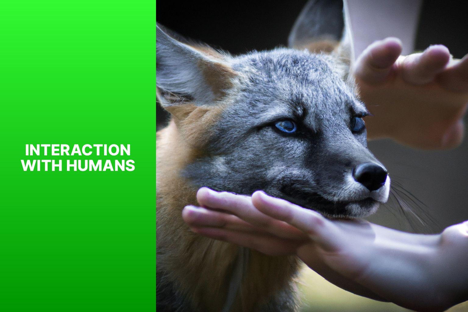 Interaction with Humans - Swift Fox Ecological Role 