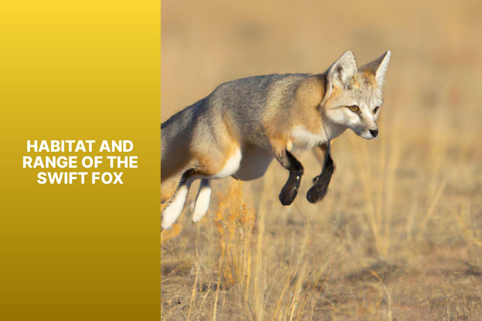 Habitat and Range of the Swift Fox - Swift Fox Fun Facts 