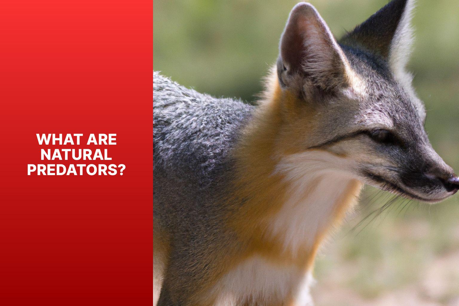 What are Natural Predators? - Swift Fox Natural Predators 