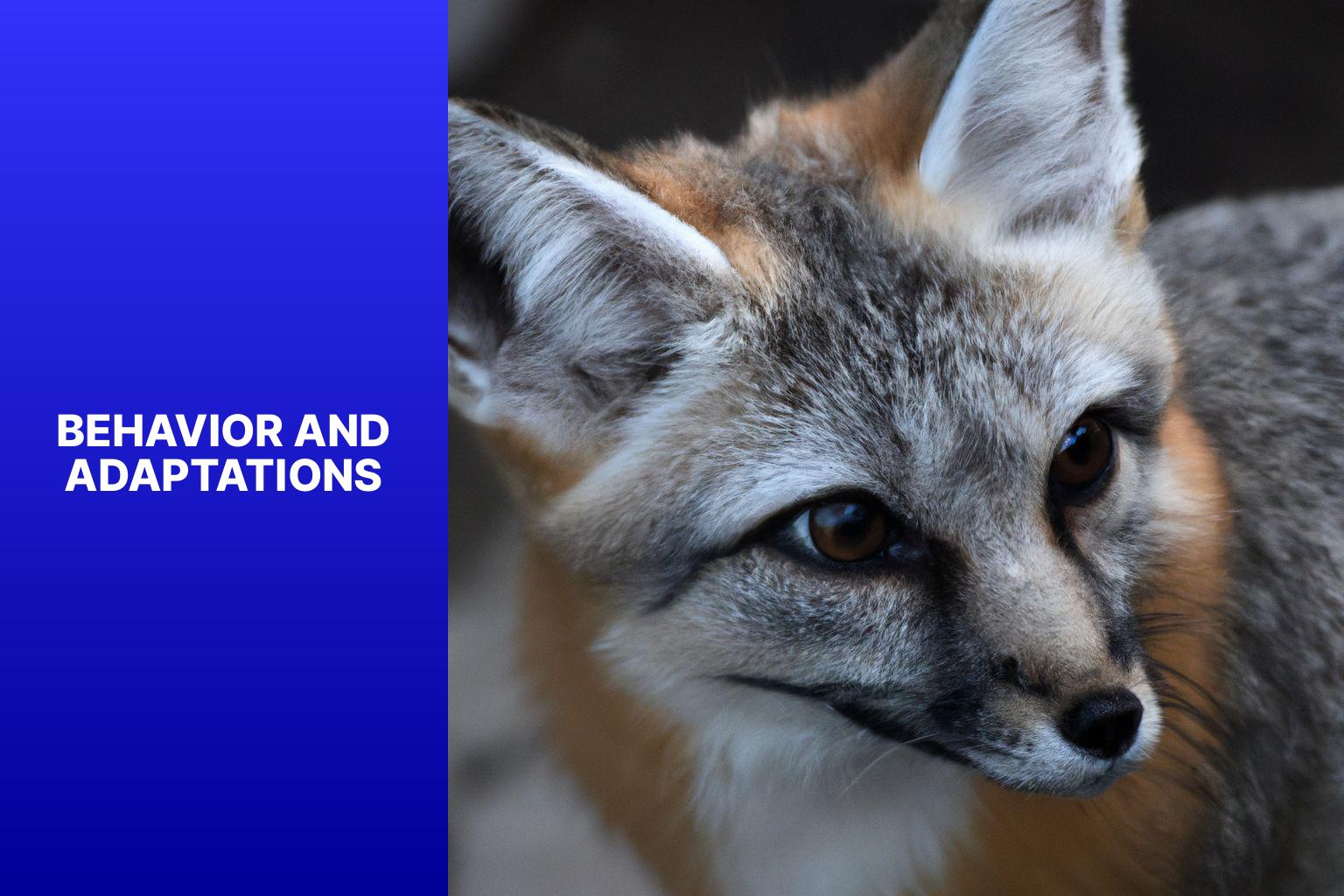 Behavior and Adaptations - Swift Fox Physical Characteristics 