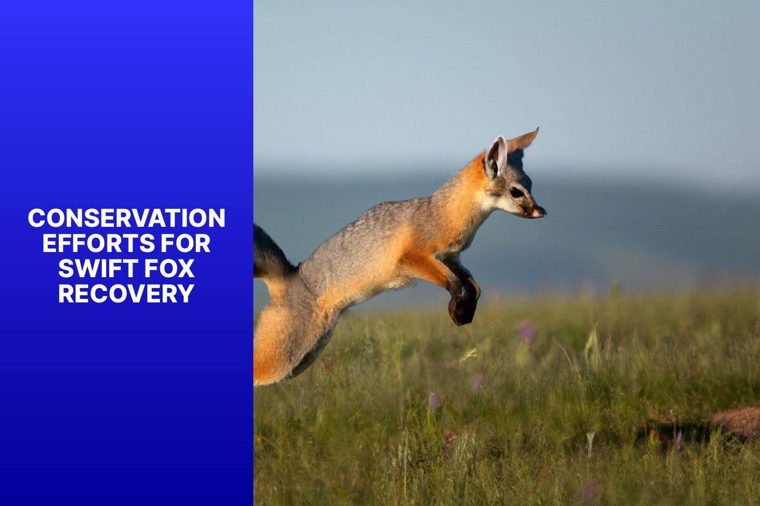 Conservation Efforts for Swift Fox Recovery - Swift Fox Recovery Efforts 