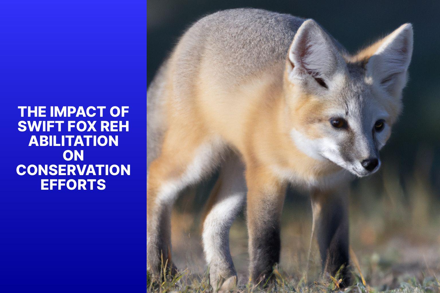 The Impact of Swift Fox Rehabilitation on Conservation Efforts - Swift Fox Rescue and Rehabilitation 