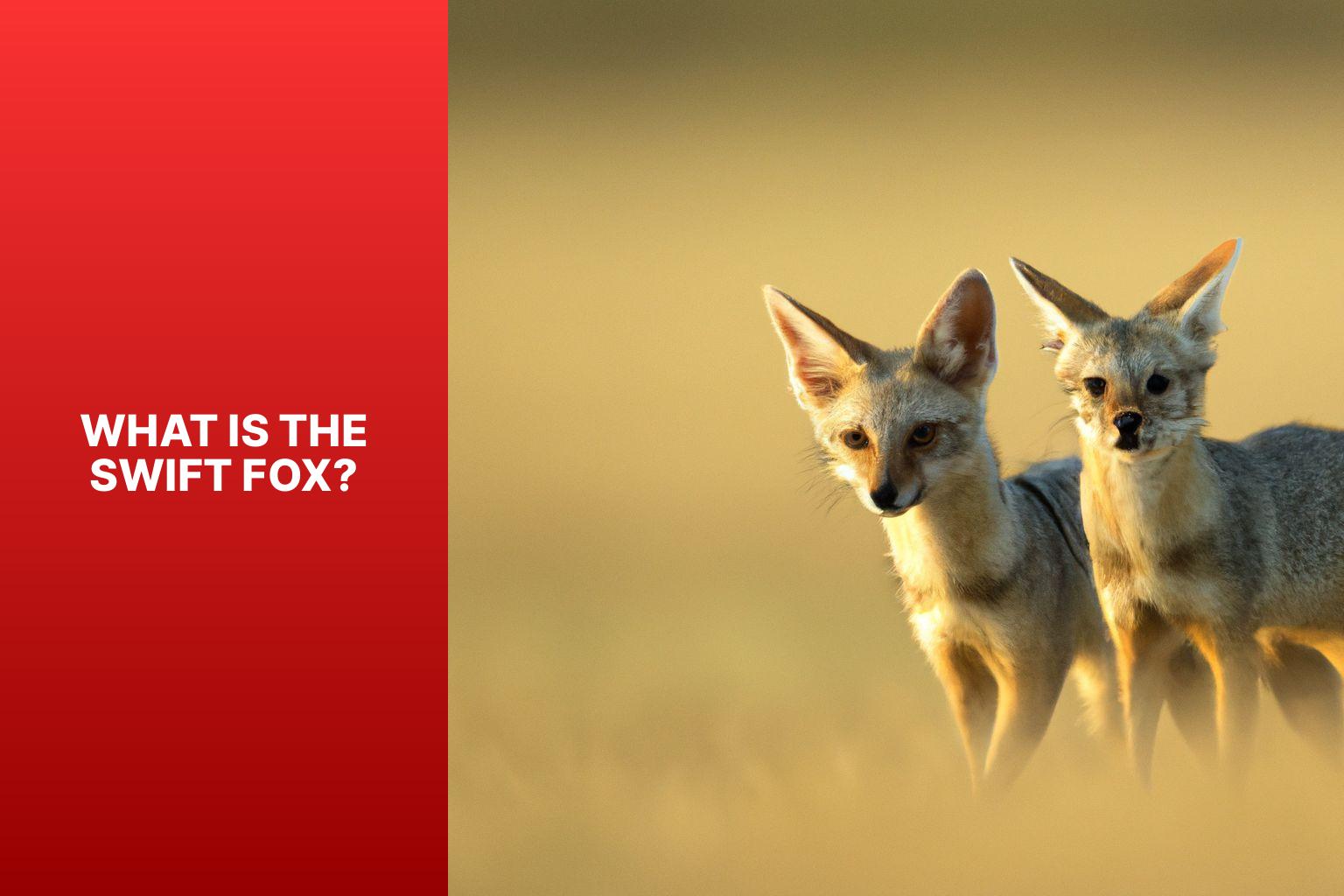 What is the Swift Fox? - Swift Fox Social Structure 