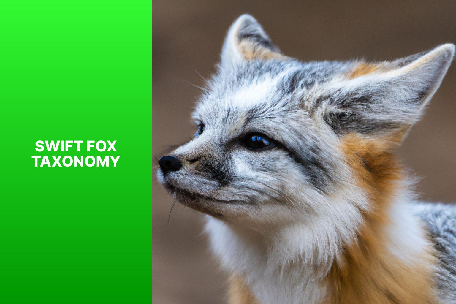 Understanding the Taxonomy of Swift Foxes: A Comprehensive Guide ...