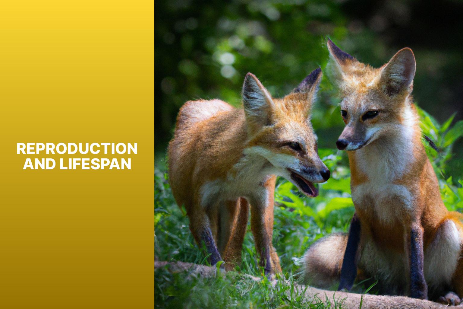Reproduction and Lifespan - Swift Fox vs Red Fox 