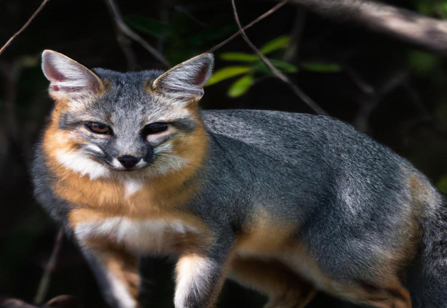 Threats to the Gray Fox Population - The Gray Fox: A 2023 Guide to Its Predators and Threats 