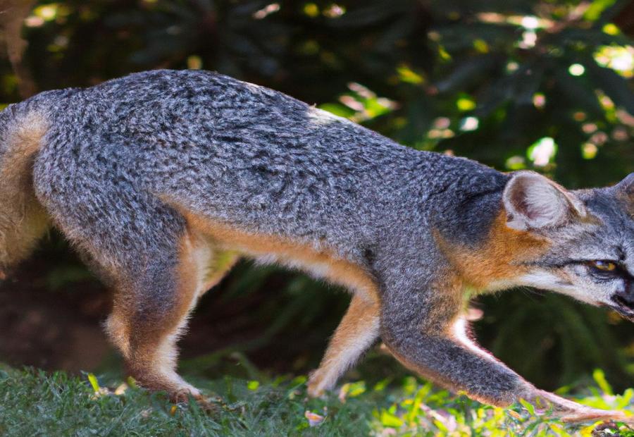 Challenges and Limitations - The Gray Fox: A 2023 Perspective on Its Role in Pest Control 