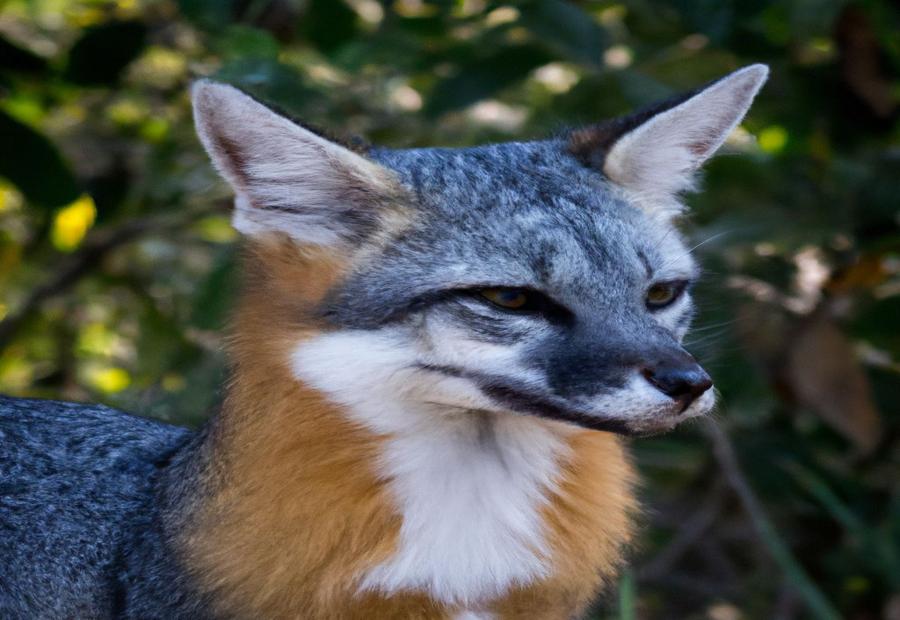 The Gray Fox Population and Conservation Status - The Gray Fox: A 2023 Update on Its Role in Soil Aeration and Seed Dispersal 