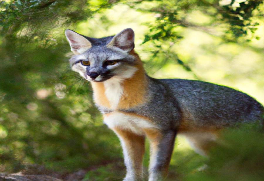 The Importance of Gray Fox in Ecosystems - The Gray Fox: A 2023 Update on Its Role in Wildlife Art and Literature 