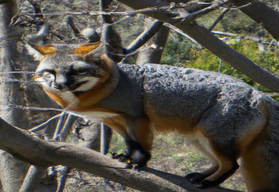 Threats to the Gray Fox and Conservation Efforts - The Gray Fox: A Comprehensive Study of Its Role in Biodiversity 