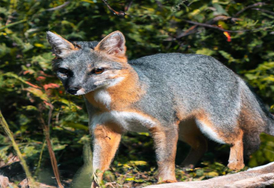 Conservation Status and Challenges - The Gray Fox: A Comprehensive Study of Its Territorial Behavior 