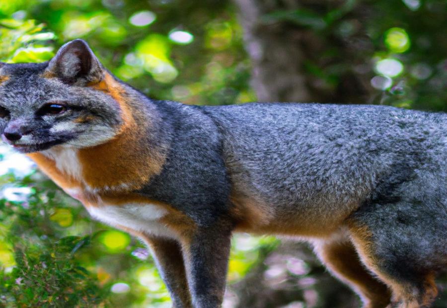 Research and Conservation Efforts - The Gray Fox: A Detailed Look at Its Adaptation to Climate Change 