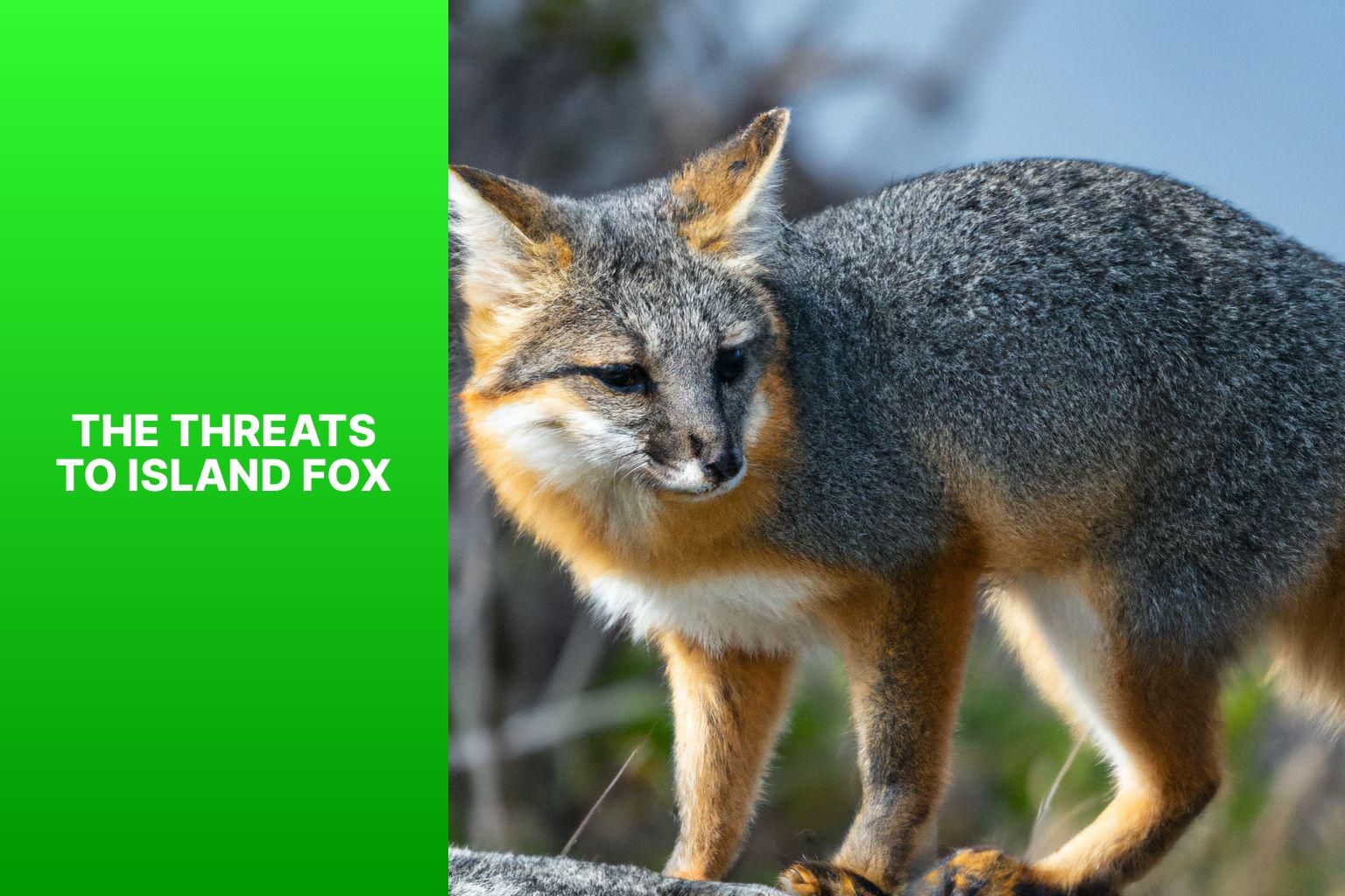 The Threats to Island Fox - Threats to Island Fox 