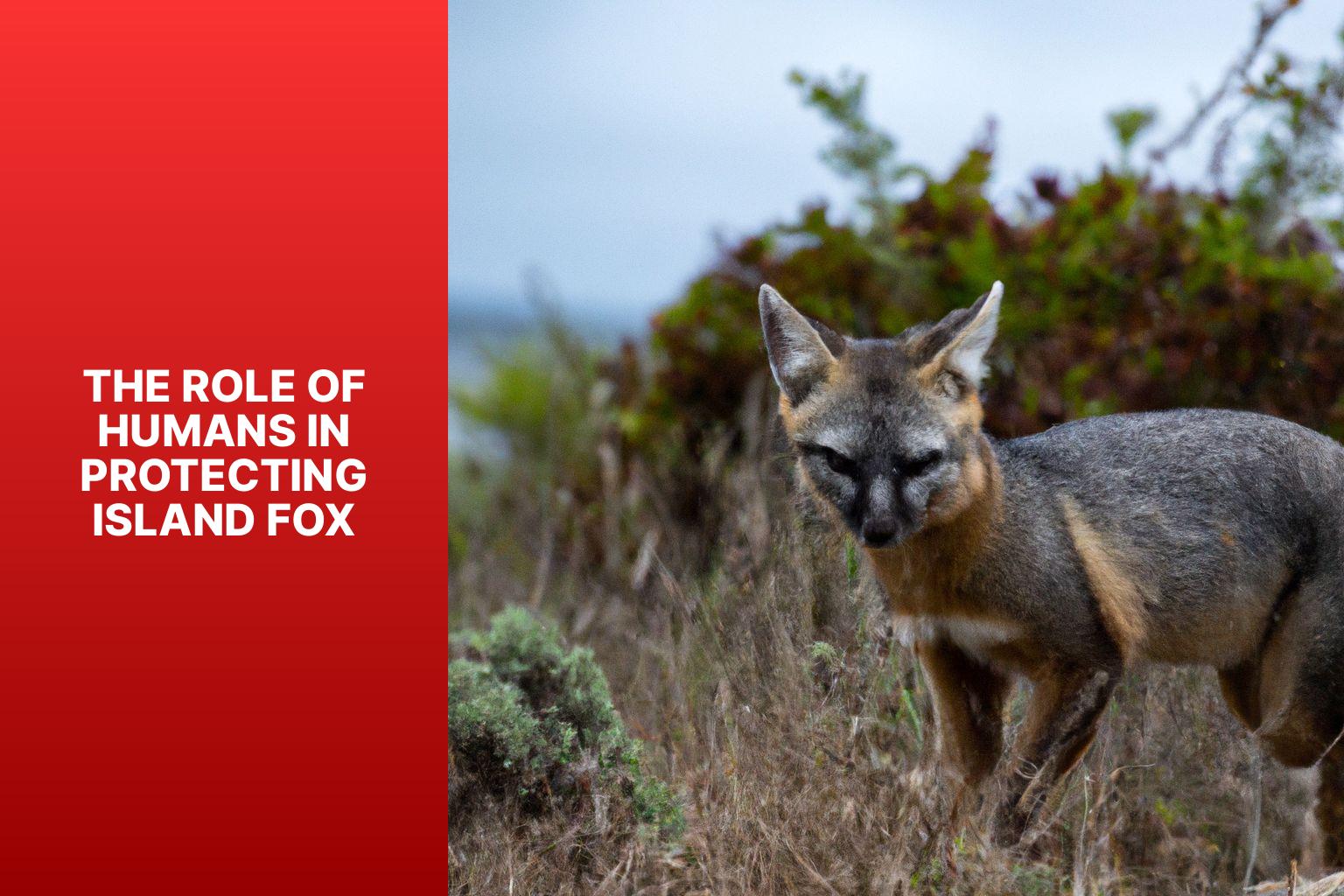 The Role of Humans in Protecting Island Fox - Threats to Island Fox 