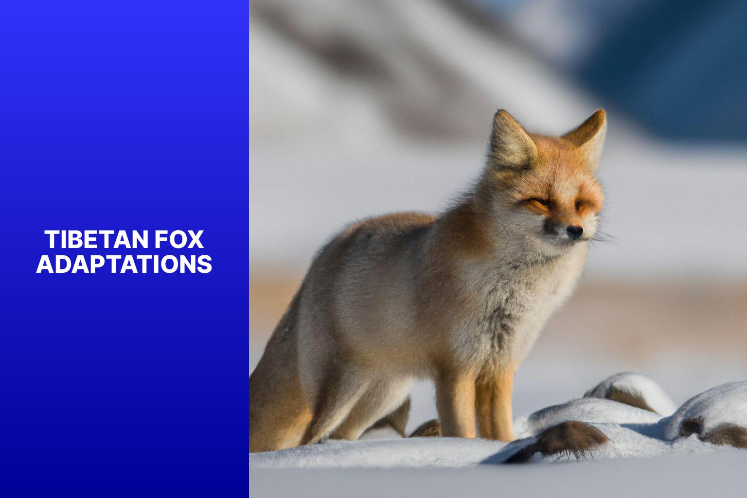 Unveiling the Incredible Adaptations of the Tibetan Fox for Survival ...