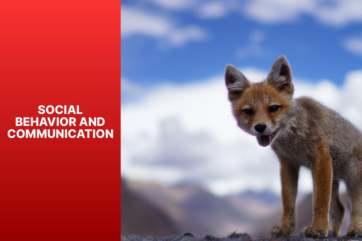 Social Behavior and Communication - Tibetan Fox behavior 